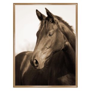 Sepia Horse Photography Art