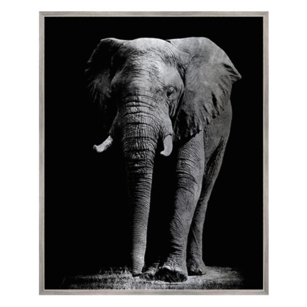 Silver Safari Elephant Photography Art.