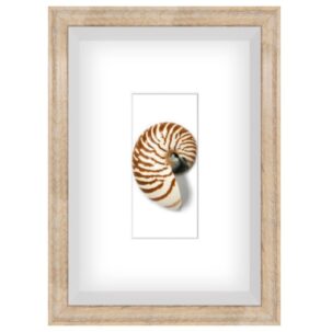 Spiral Shell 1 Shadow Box Art