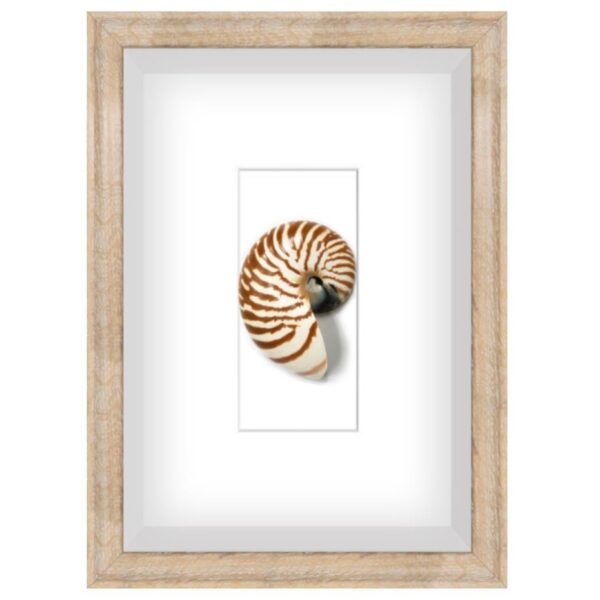 Spiral Shell 1 Shadow Box Art