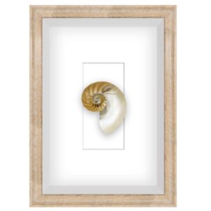 Spiral Shell 2 Shadow Box