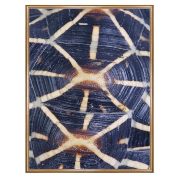 Tortoise Shell Photography Art 1