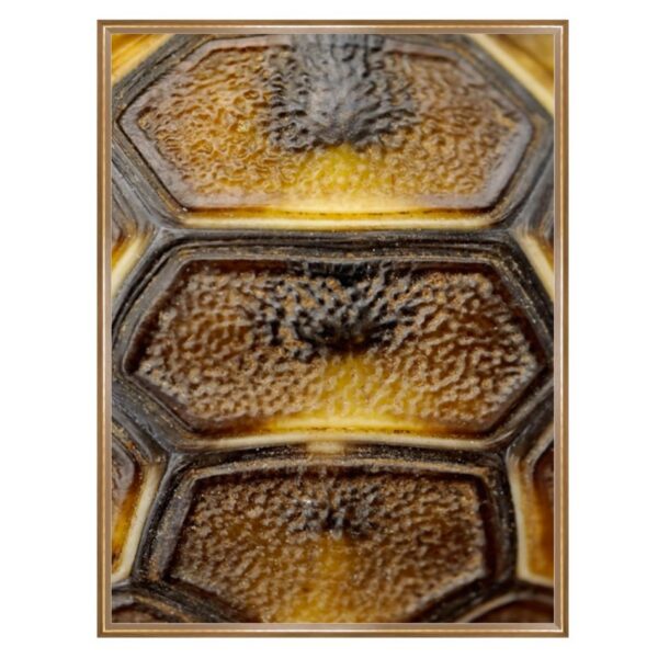 Tortoise Shell Photography Art 2