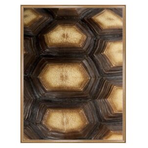 Tortoise Shell Photography Art 3