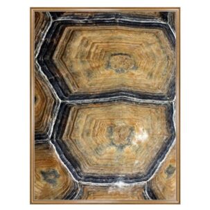 Tortoise Shell Photography Art 4