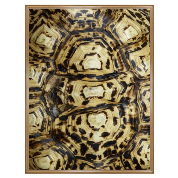 Tortoise Shell Photography Art 5