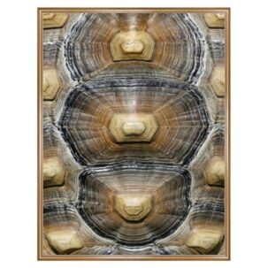 Tortoise Shell Photography Art 6