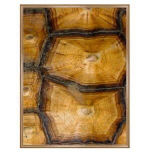 Tortoise Shell Photography Art 7