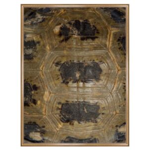 Tortoise Shell Photography Art 8