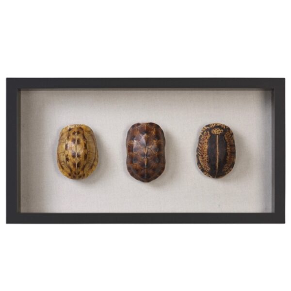 Tortoise Shells Shadow Box Art Front View