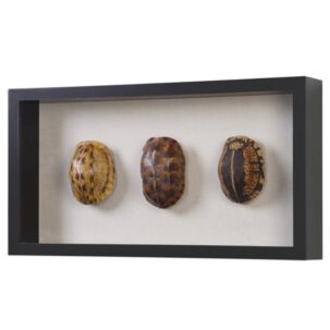 Tortoise Shells Shadow Box Art Side View