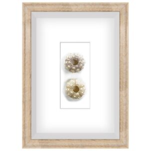 White Sea Urchin Shadow Box Art