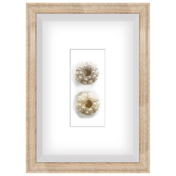 White Sea Urchin Shadow Box Art